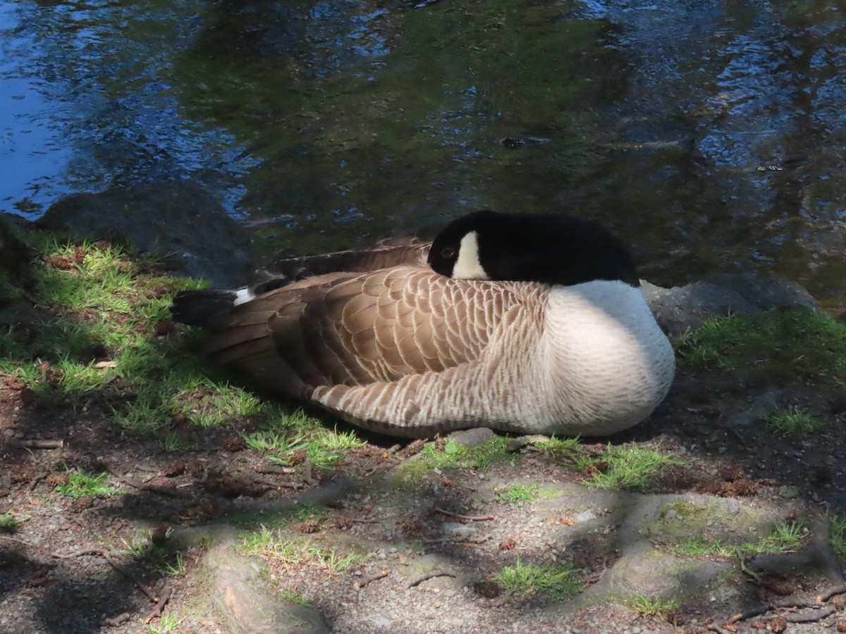 Казарка канадська - ML644396773