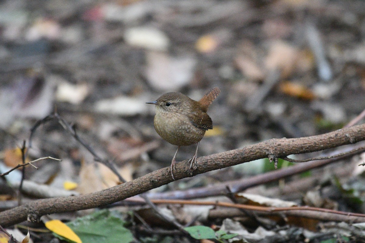 Winter Wren - ML644396775