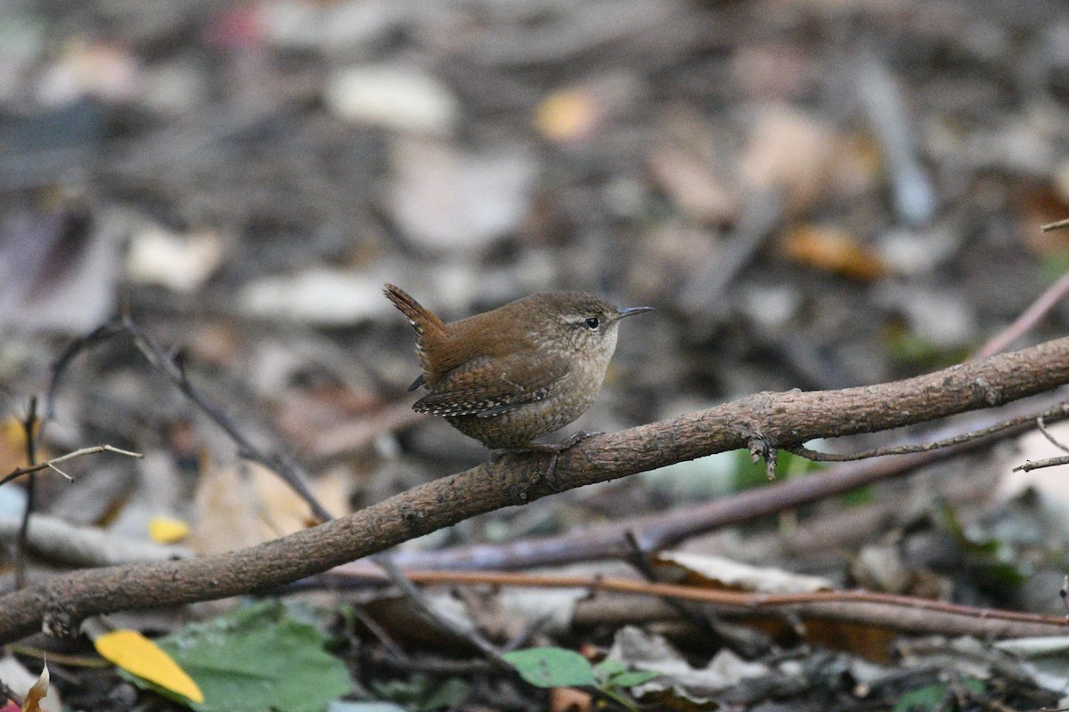 Winter Wren - ML644396776