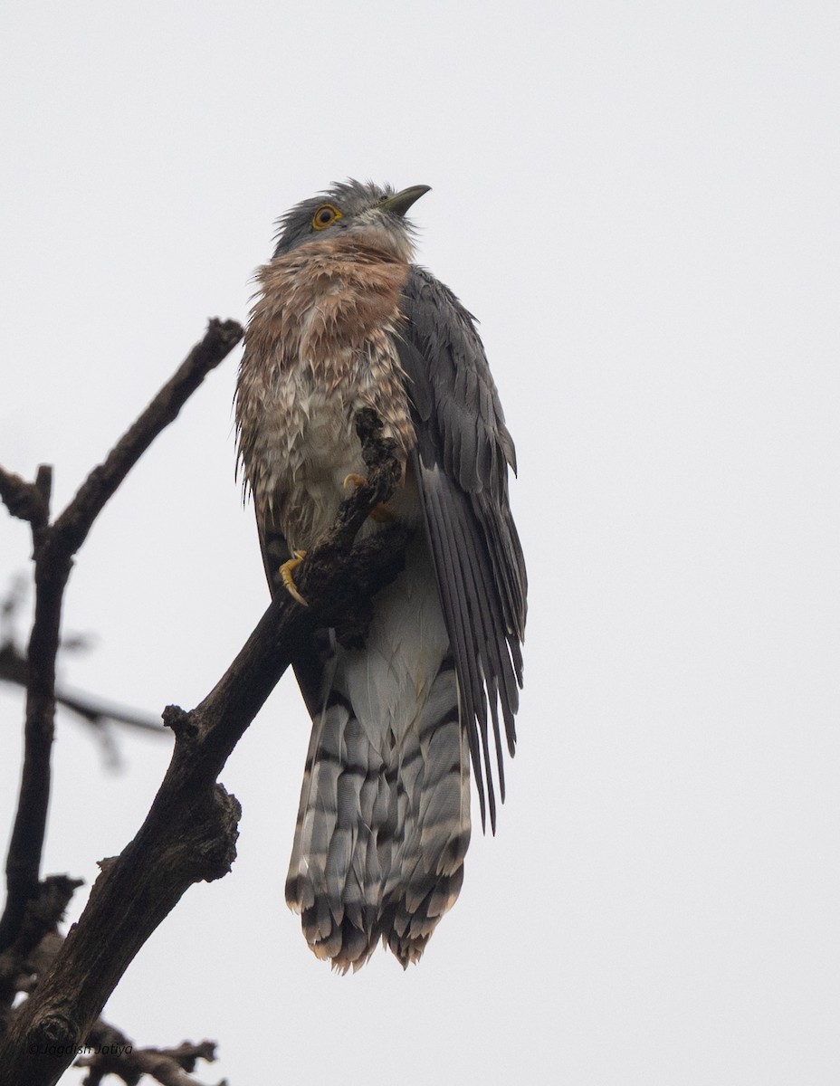 ハイタカジュウイチ - ML644396777