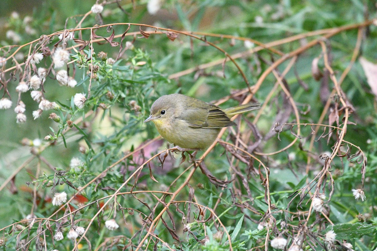 nordgulstrupe - ML644396782