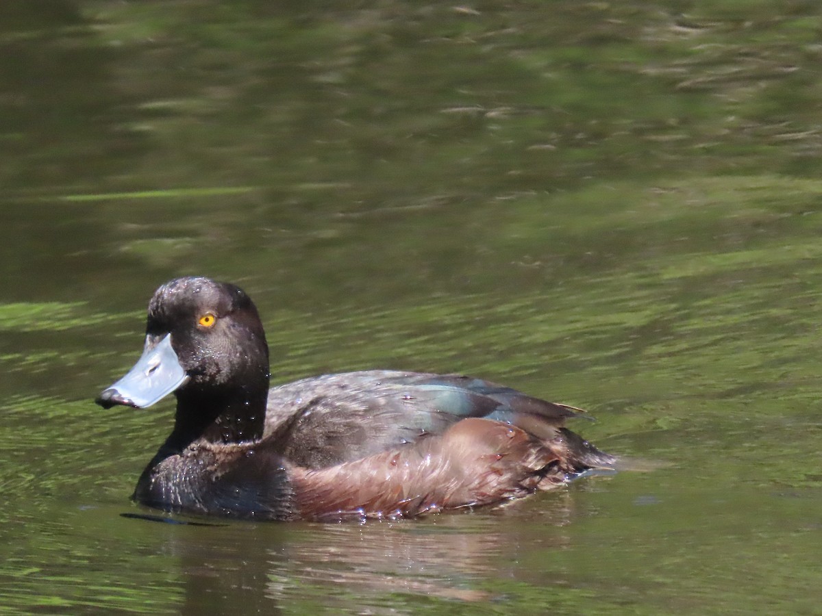 New Zealand Scaup - ML644396785
