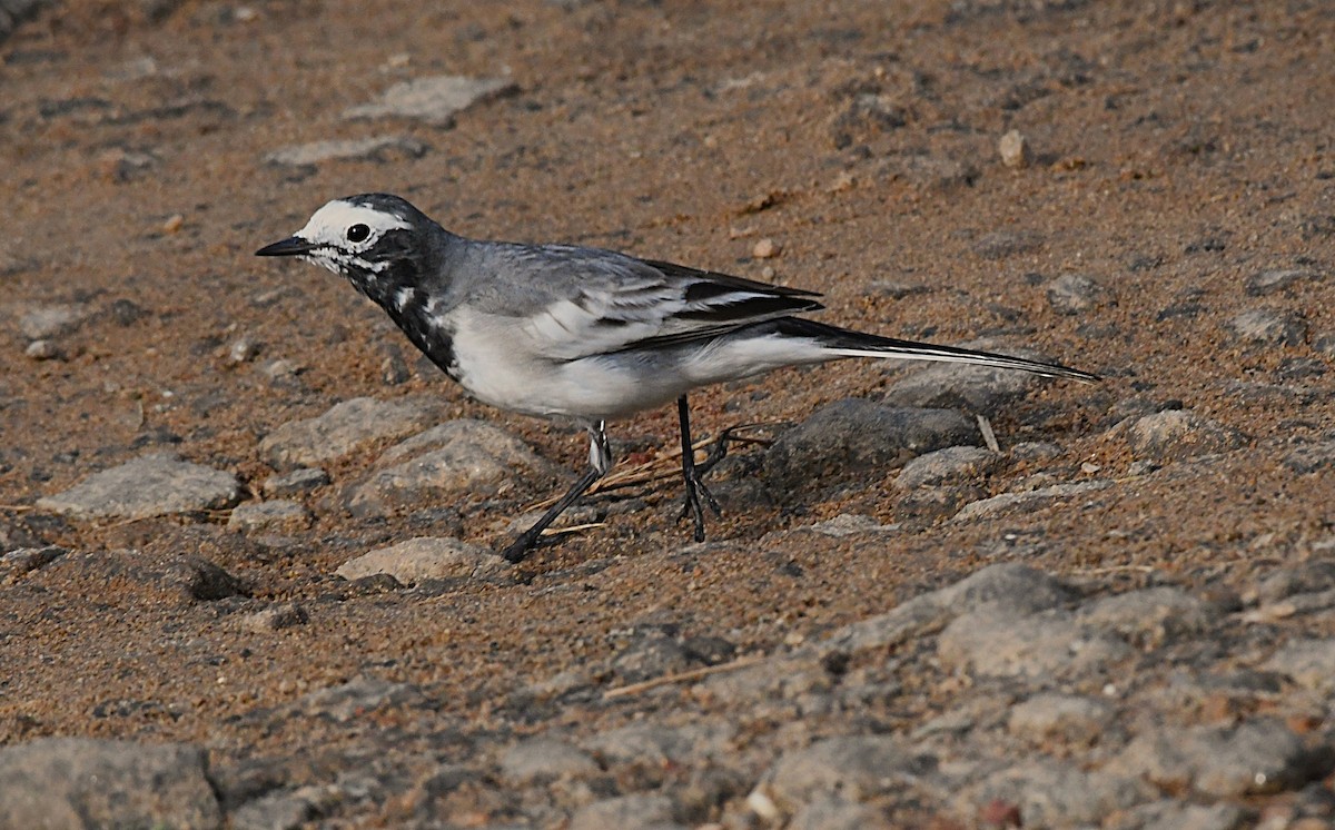 Bachstelze - ML644396792