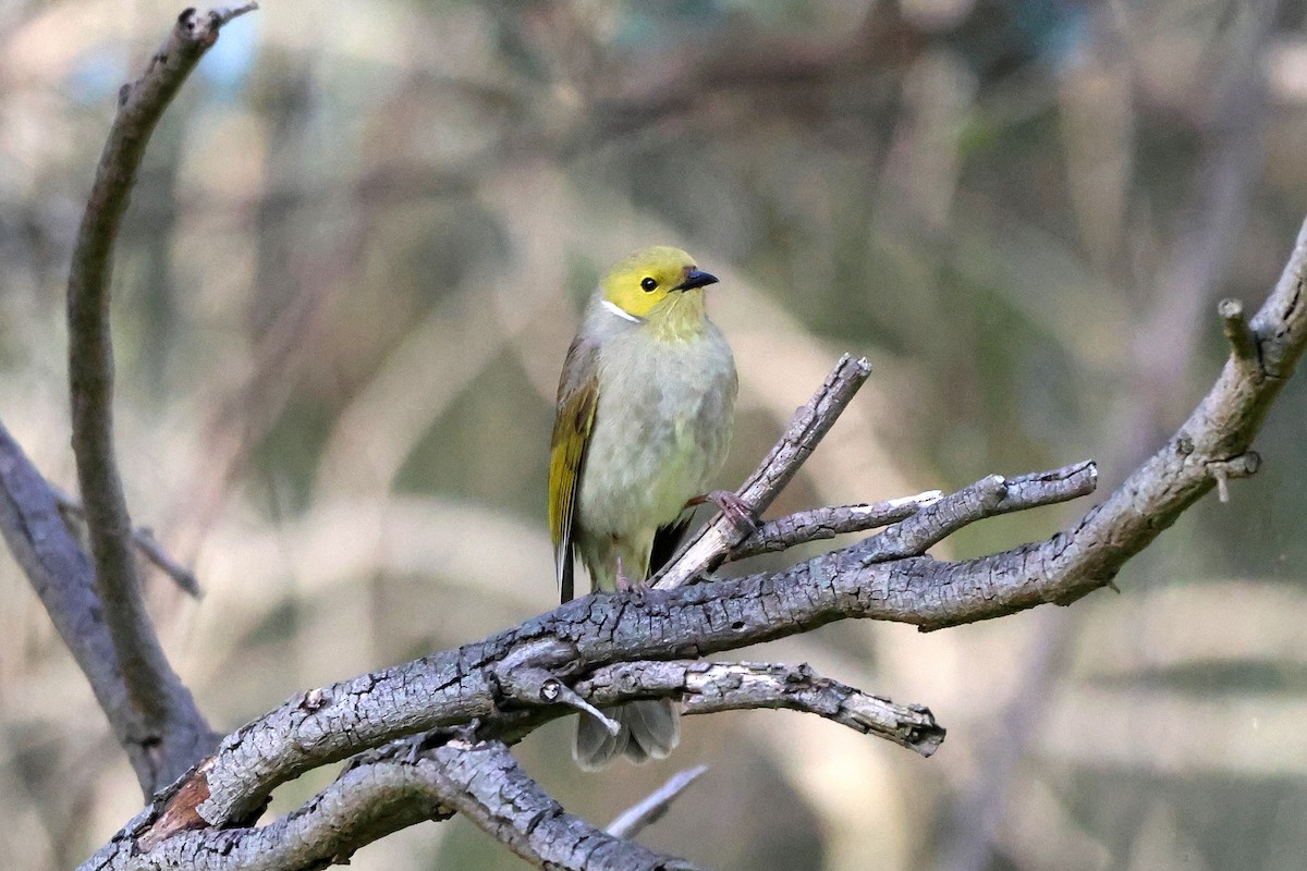 White-plumed Honeyeater - ML644396793