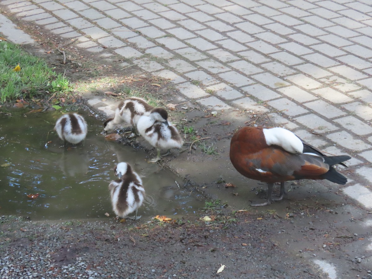 Paradiesgans - ML644396800