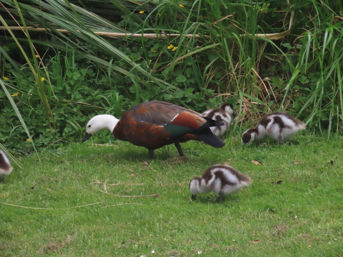 Paradiesgans - ML644396801