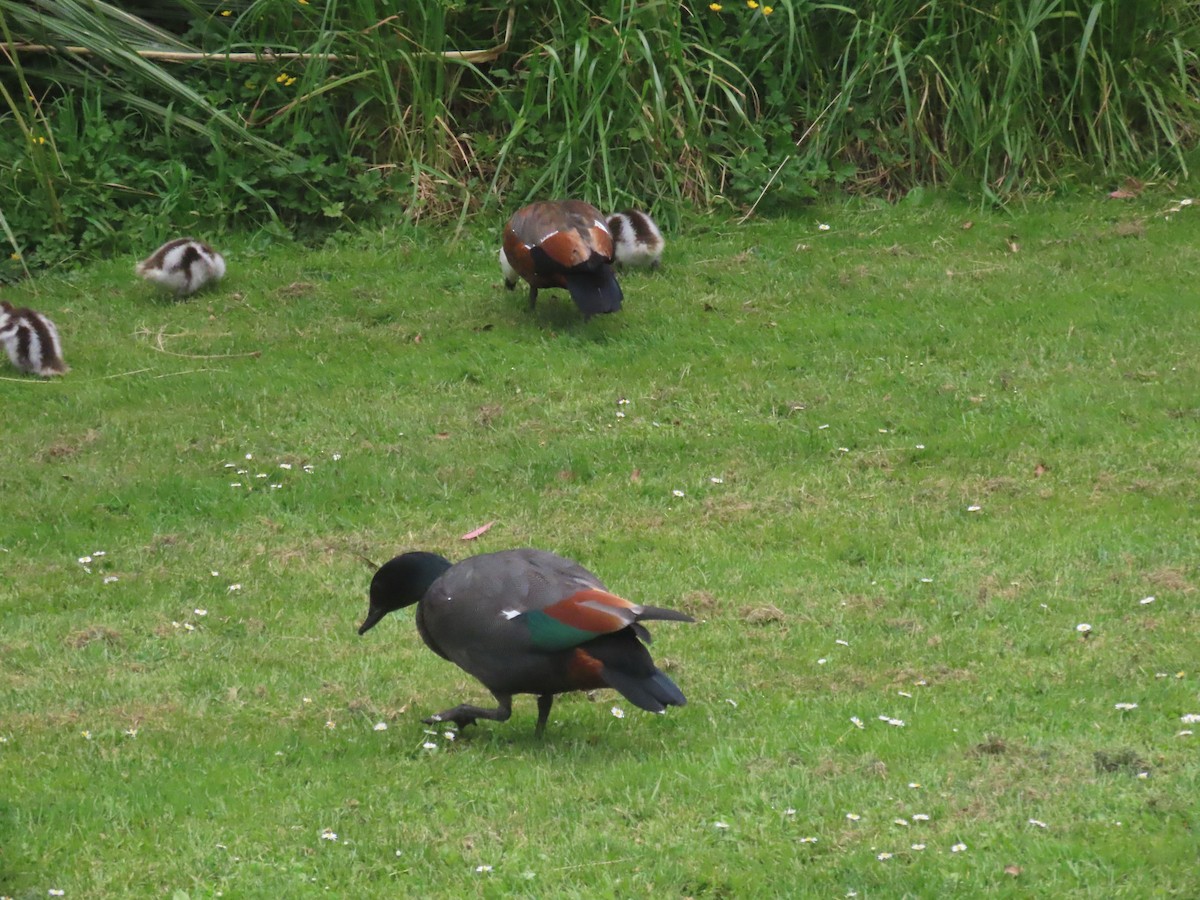 Paradiesgans - ML644396802