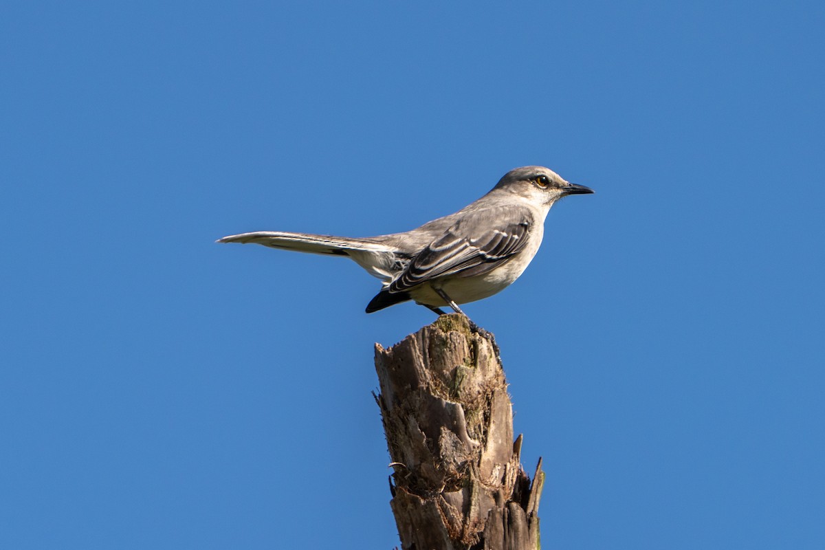 Moqueur des savanes - ML644396808