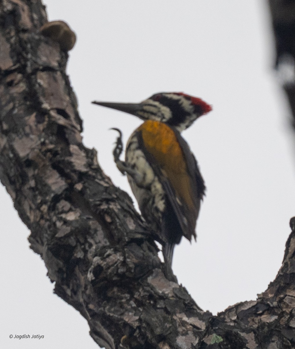 White-naped Woodpecker - ML644396824