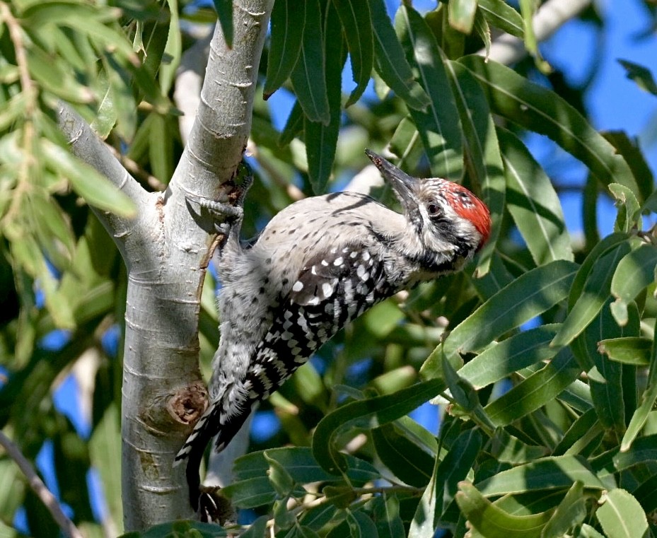 シマアカゲラ - ML644396826