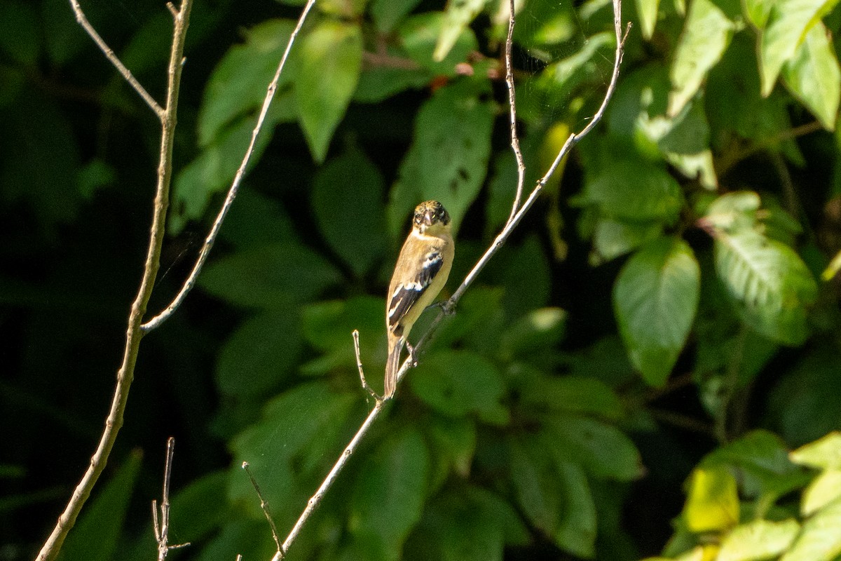 Morelet's Seedeater - ML644396829