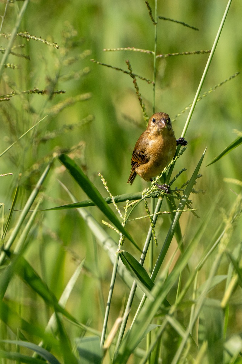 Morelet's Seedeater - ML644396830