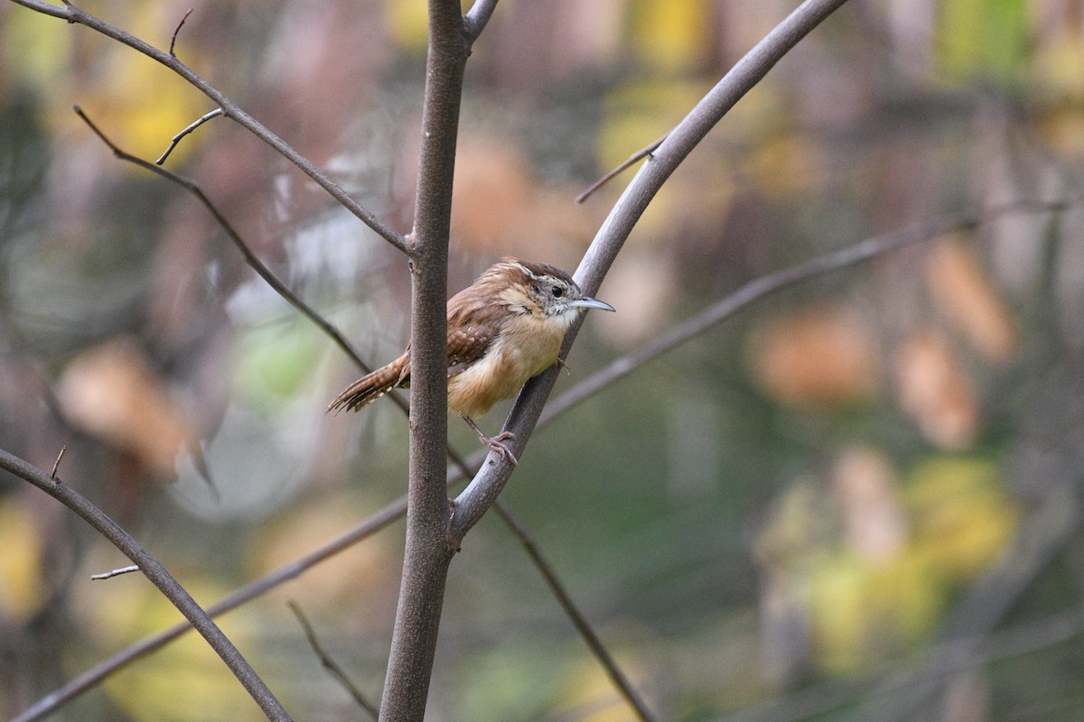 Cucarachero de Carolina - ML644396836