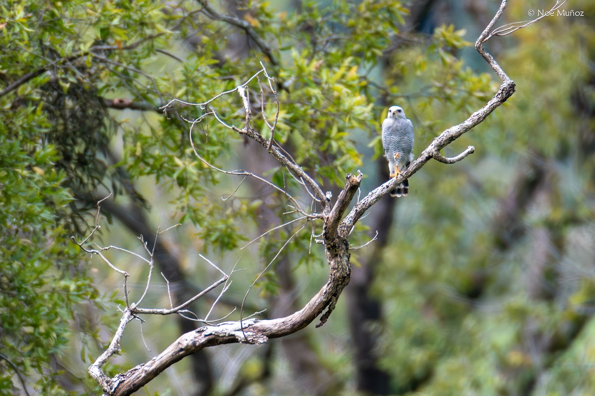 Gray Hawk - ML644396837