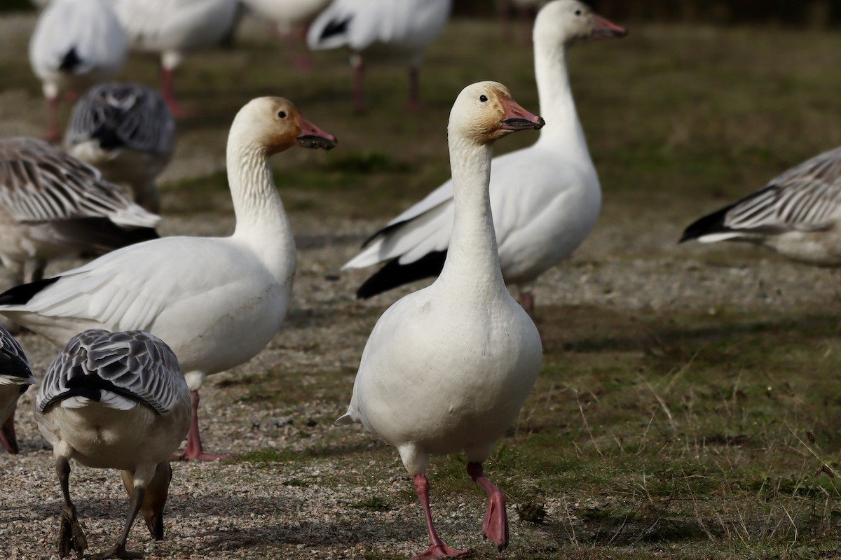 Гуска біла - ML644396840