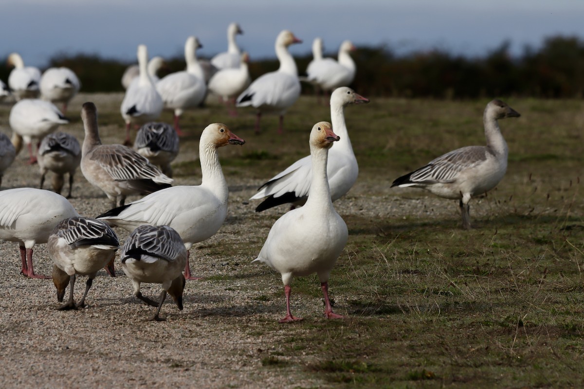 Гуска біла - ML644396841