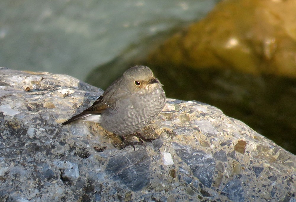 Kurşuni Kızılkuyruk - ML644396850