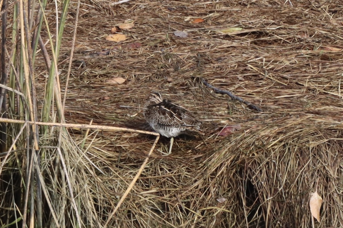 Баранець американський - ML644396851