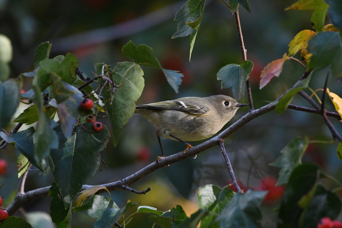 rubinfuglekonge - ML644396854