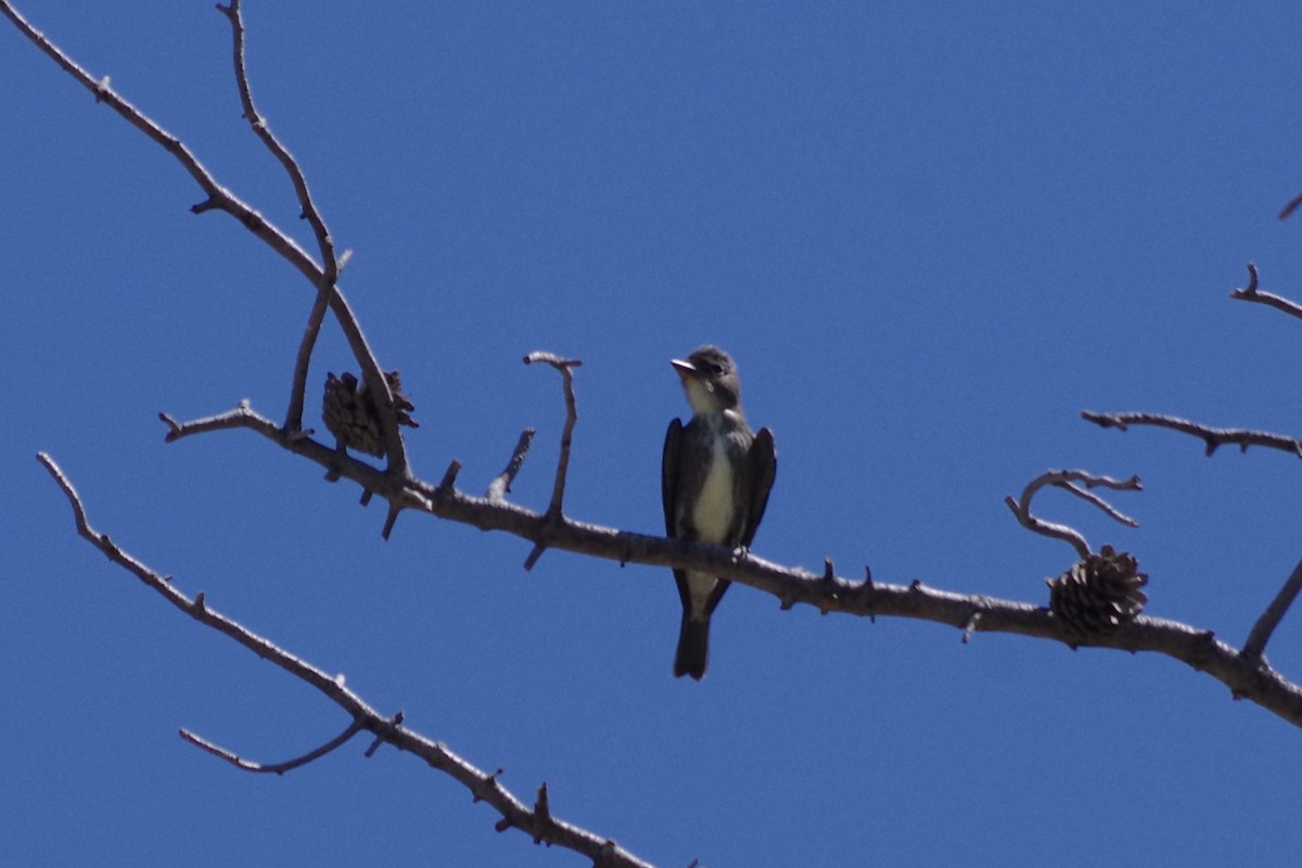 tyranovec severský - ML644396859