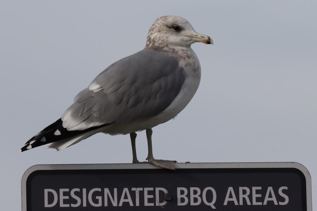 Мартин каліфорнійський - ML644396861