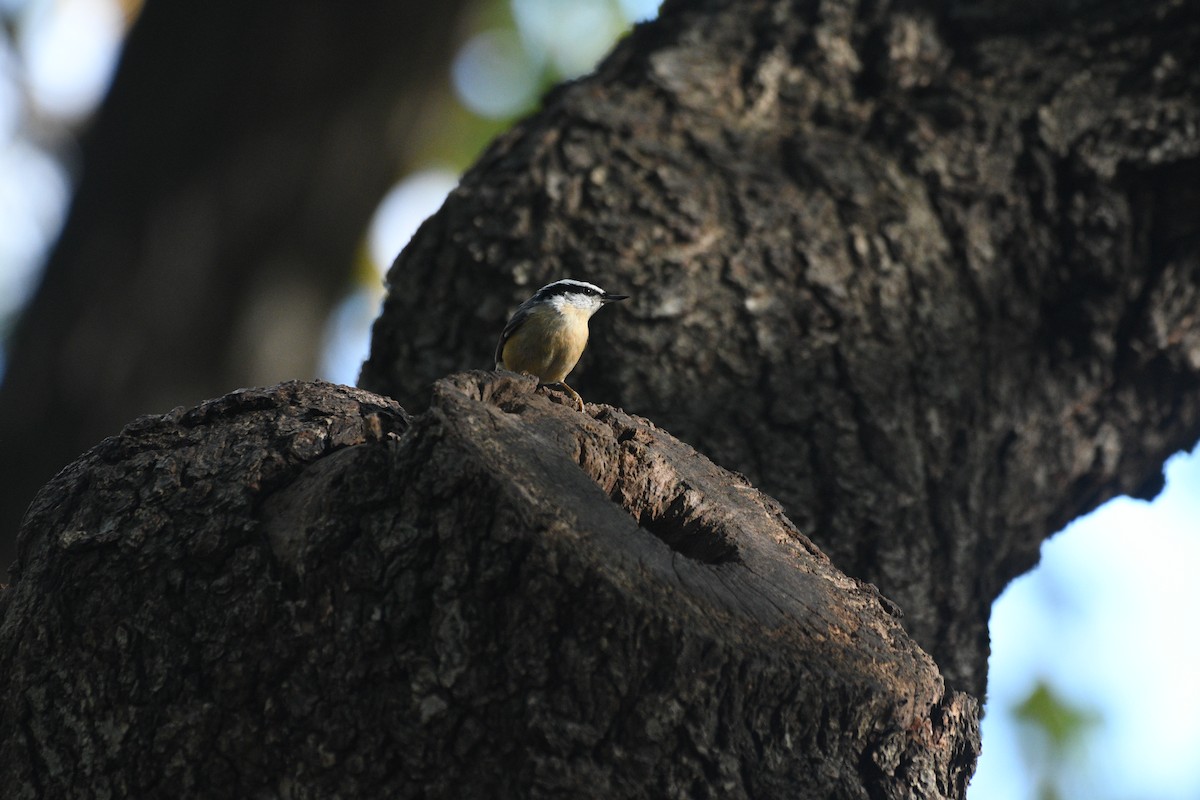 Red-breasted Nuthatch - ML644396862