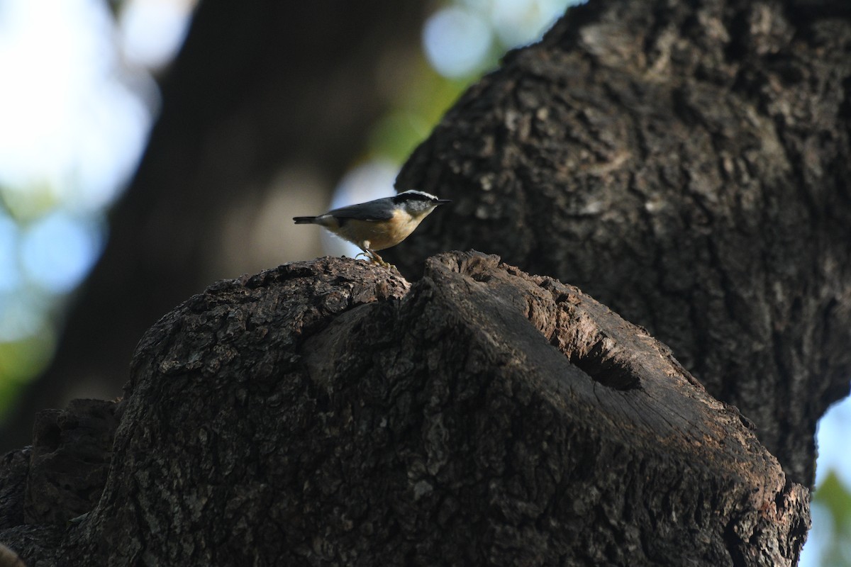 Red-breasted Nuthatch - ML644396863