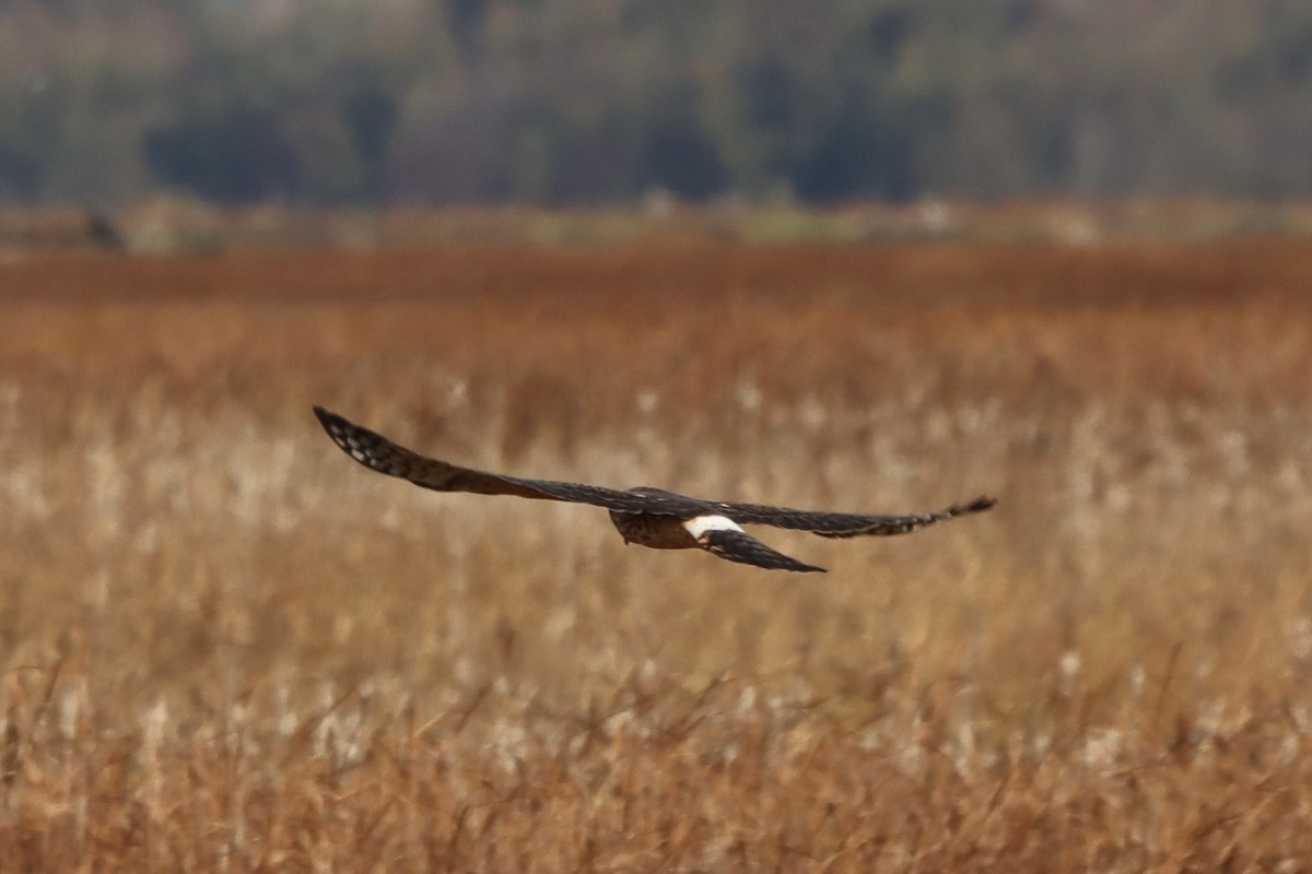 Лунь американський - ML644396866