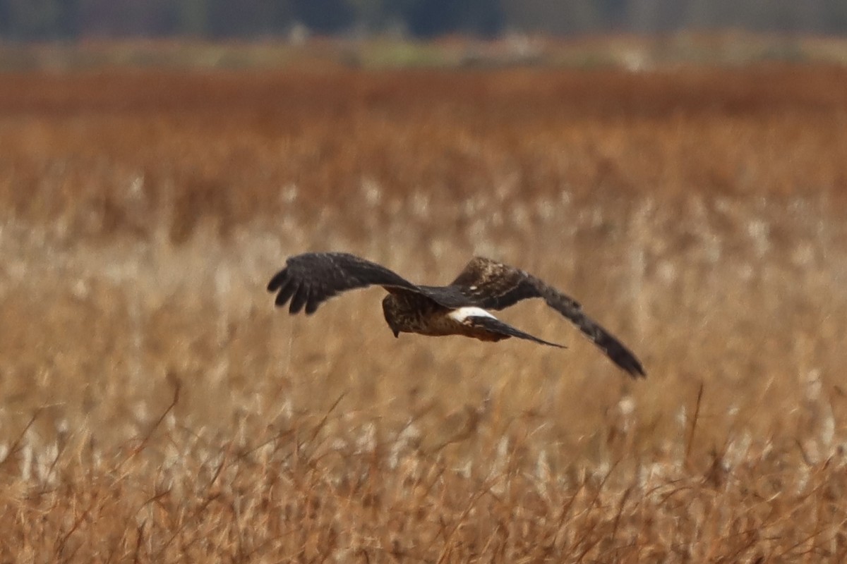 Лунь американський - ML644396867