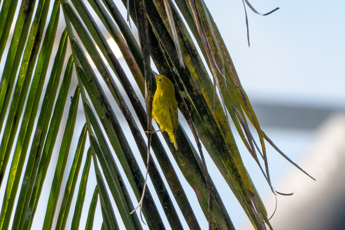 Northern/Mangrove Yellow Warbler - ML644396870
