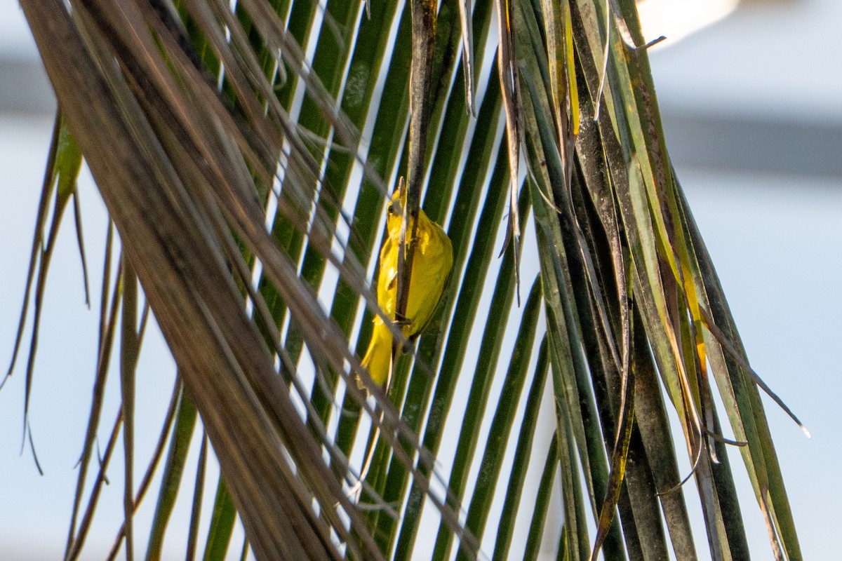 Northern/Mangrove Yellow Warbler - ML644396871