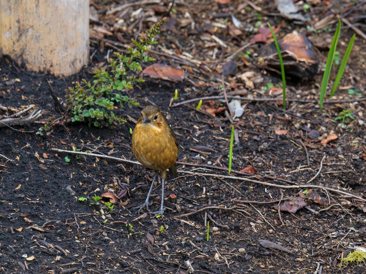 Tawny Antpitta - ML644396872