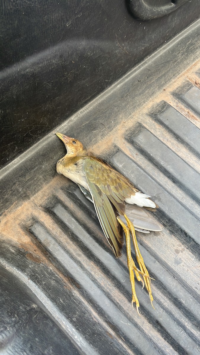 Purple Gallinule - ML644396874