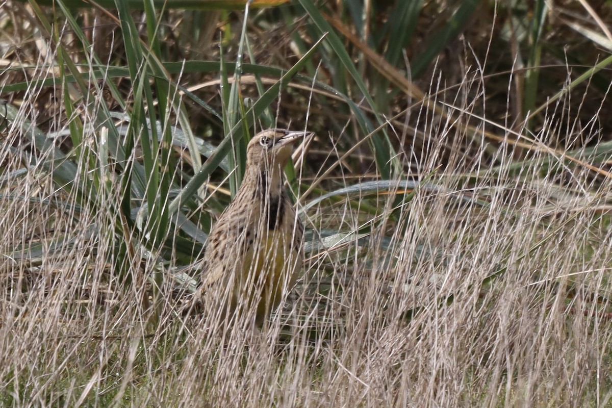 Шпаркос західний - ML644396876