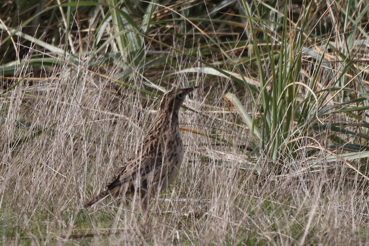 Шпаркос західний - ML644396877