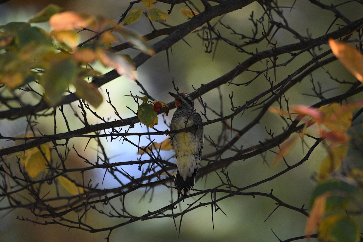 Gelbbauch-Saftlecker - ML644396880