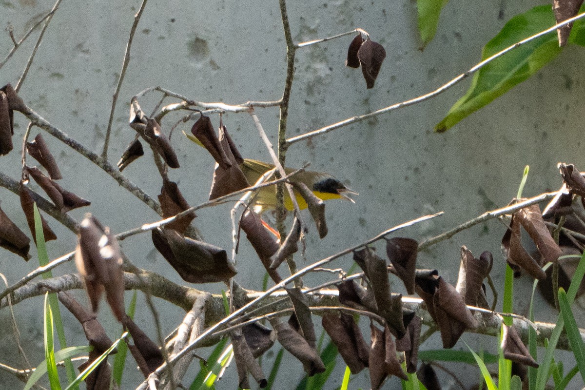 nordgulstrupe - ML644396881