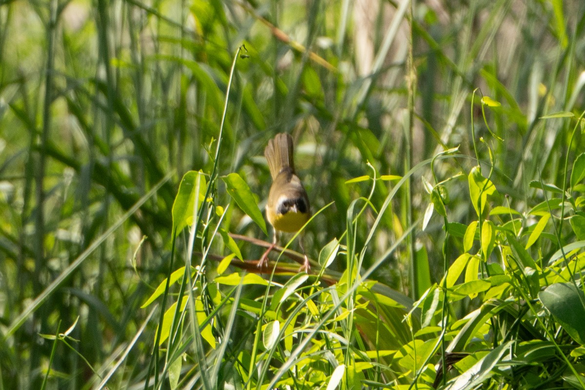 nordgulstrupe - ML644396882