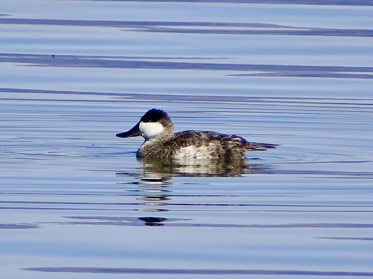 Савка американська - ML644396885