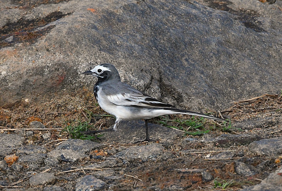 Bachstelze - ML644396889