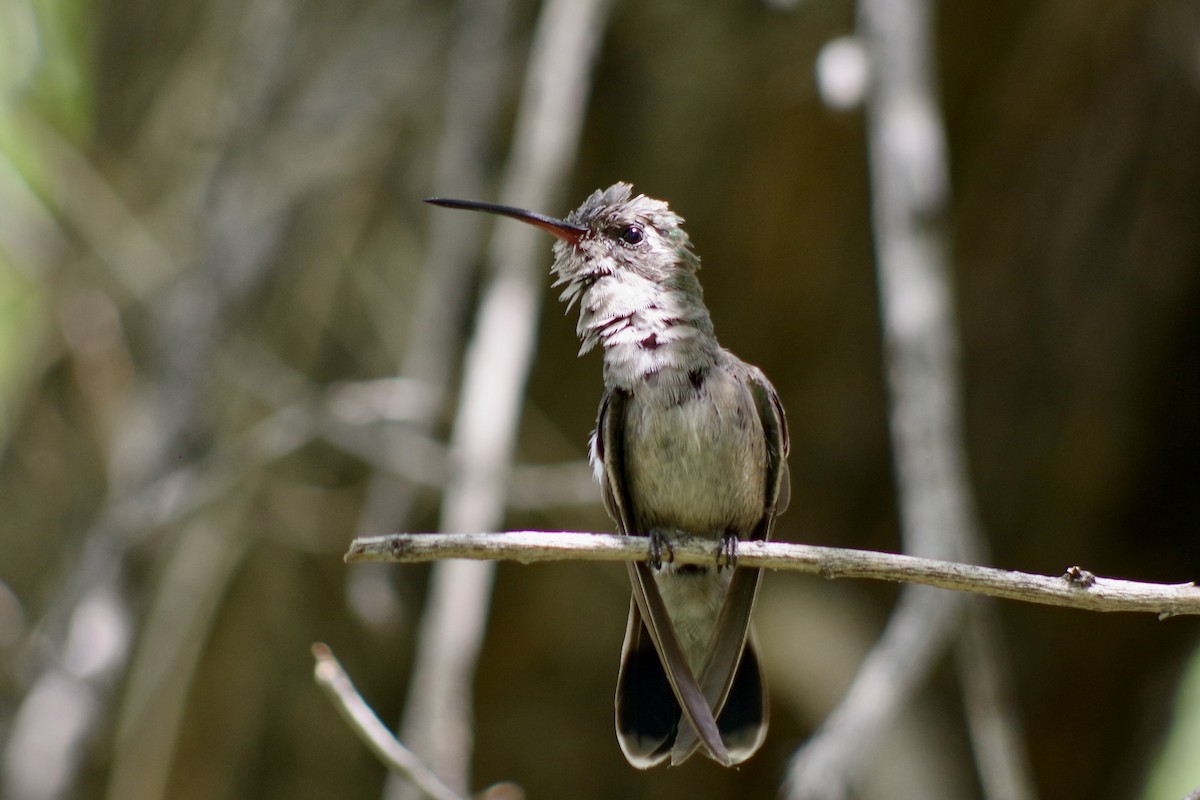 Broad-billed Hummingbird - ML644396891