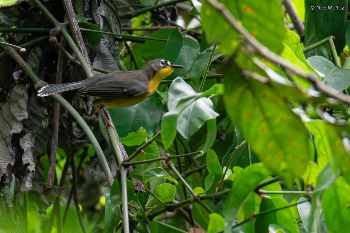 Fan-tailed Warbler - ML644396897