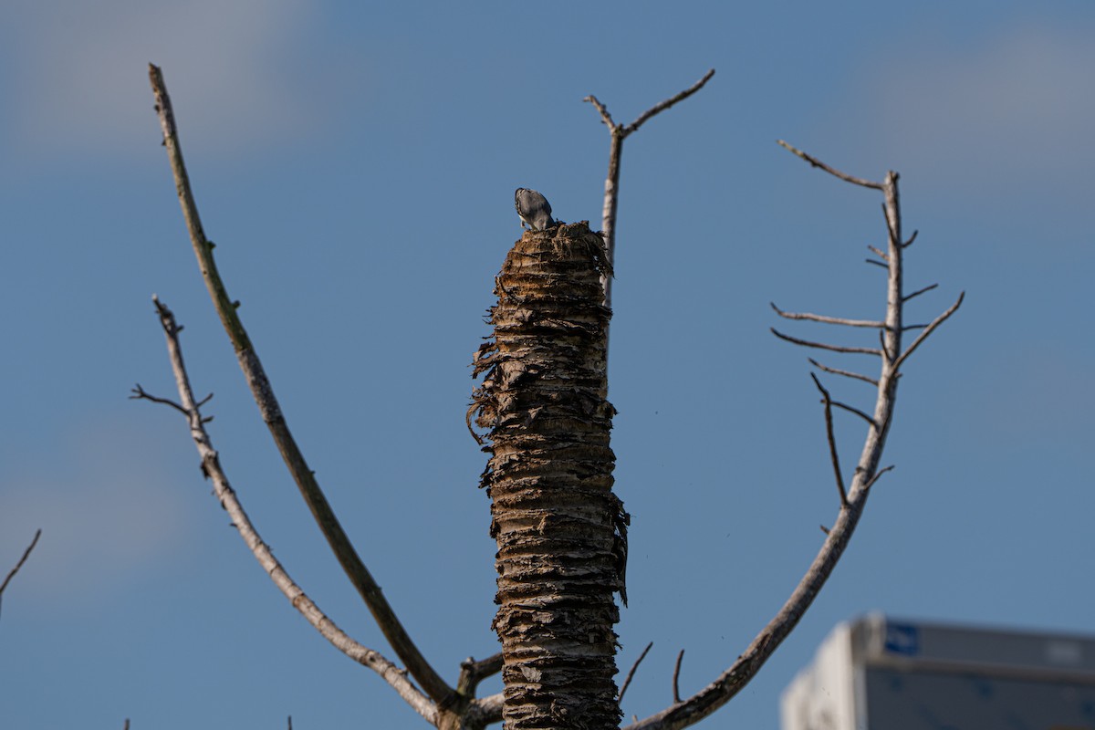 Moqueur des savanes - ML644396914