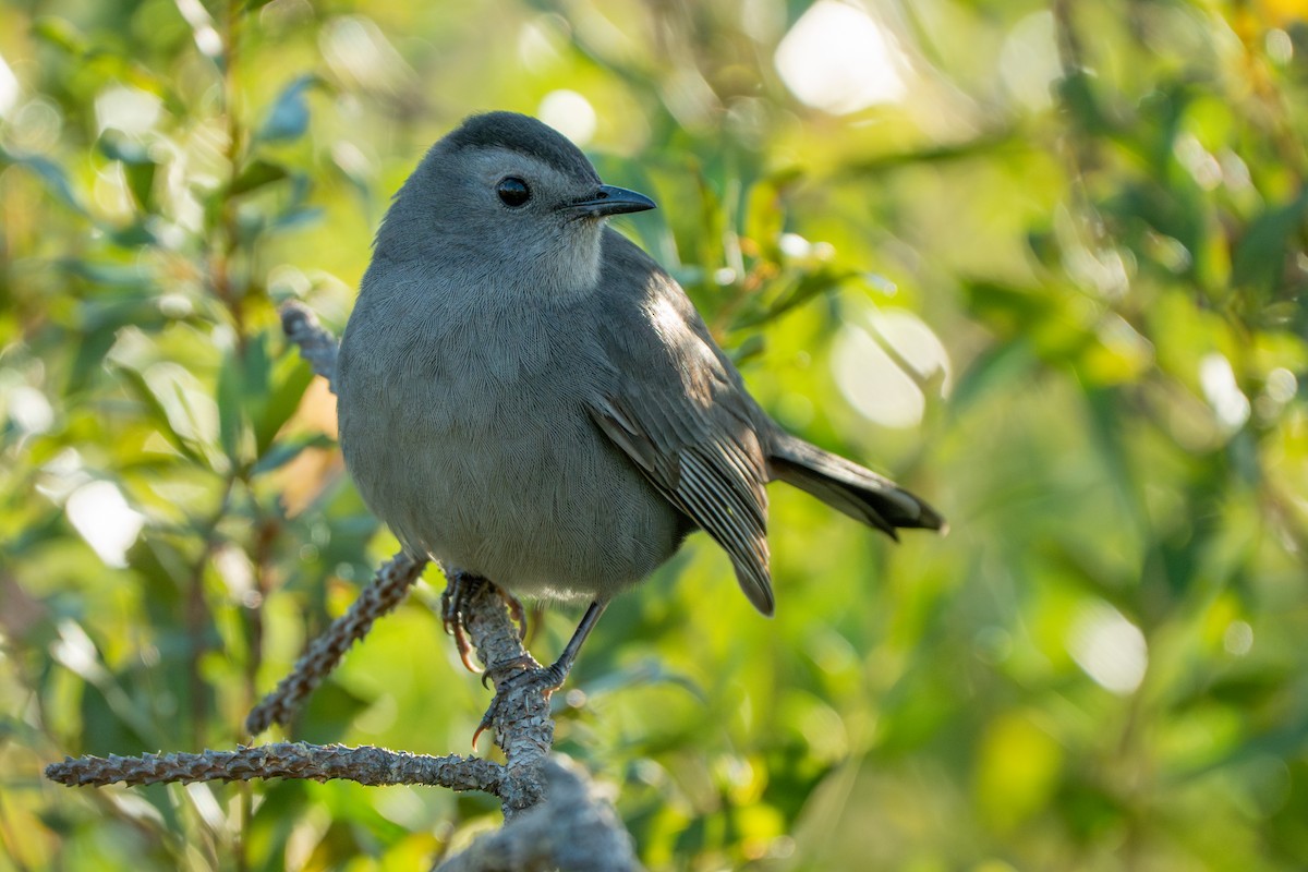 Moqueur chat - ML644396916