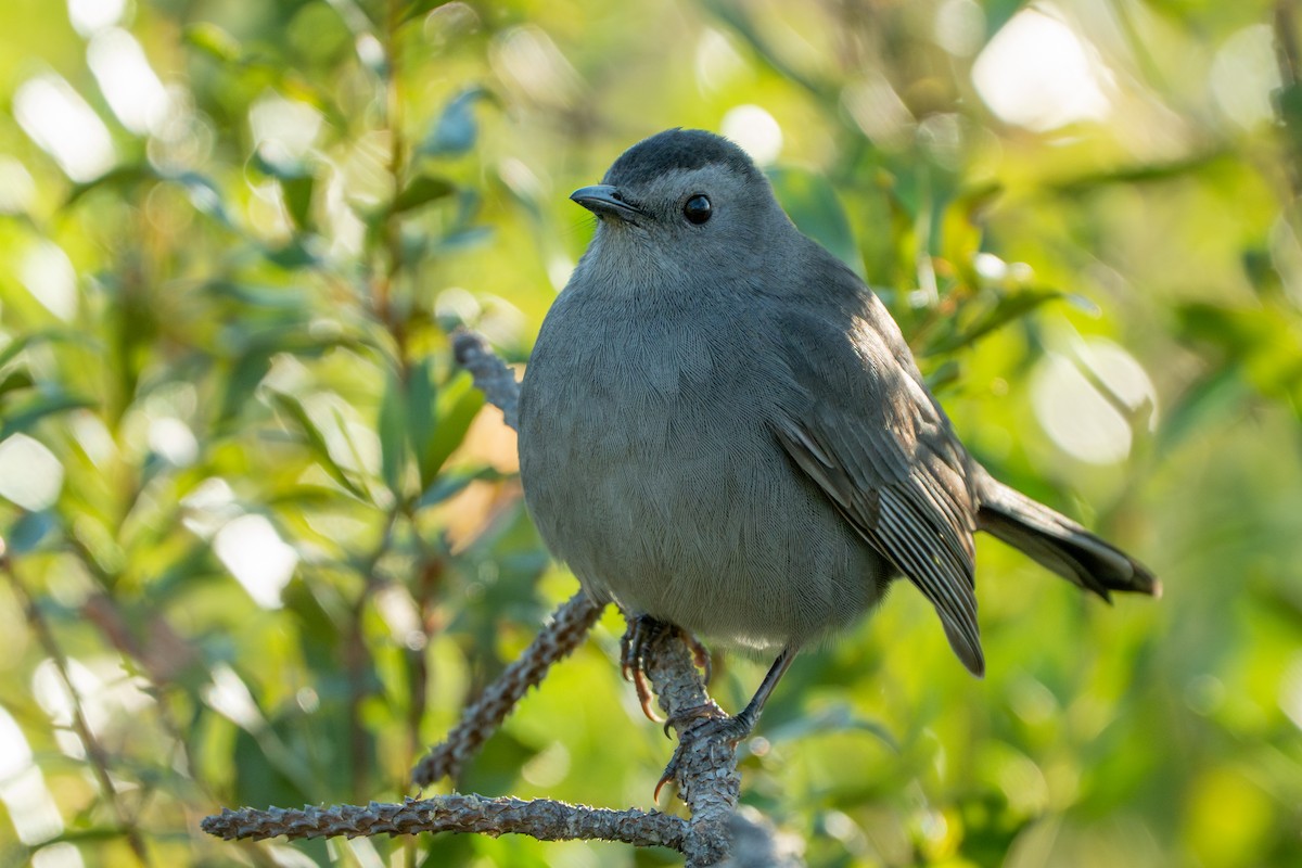 Moqueur chat - ML644396917