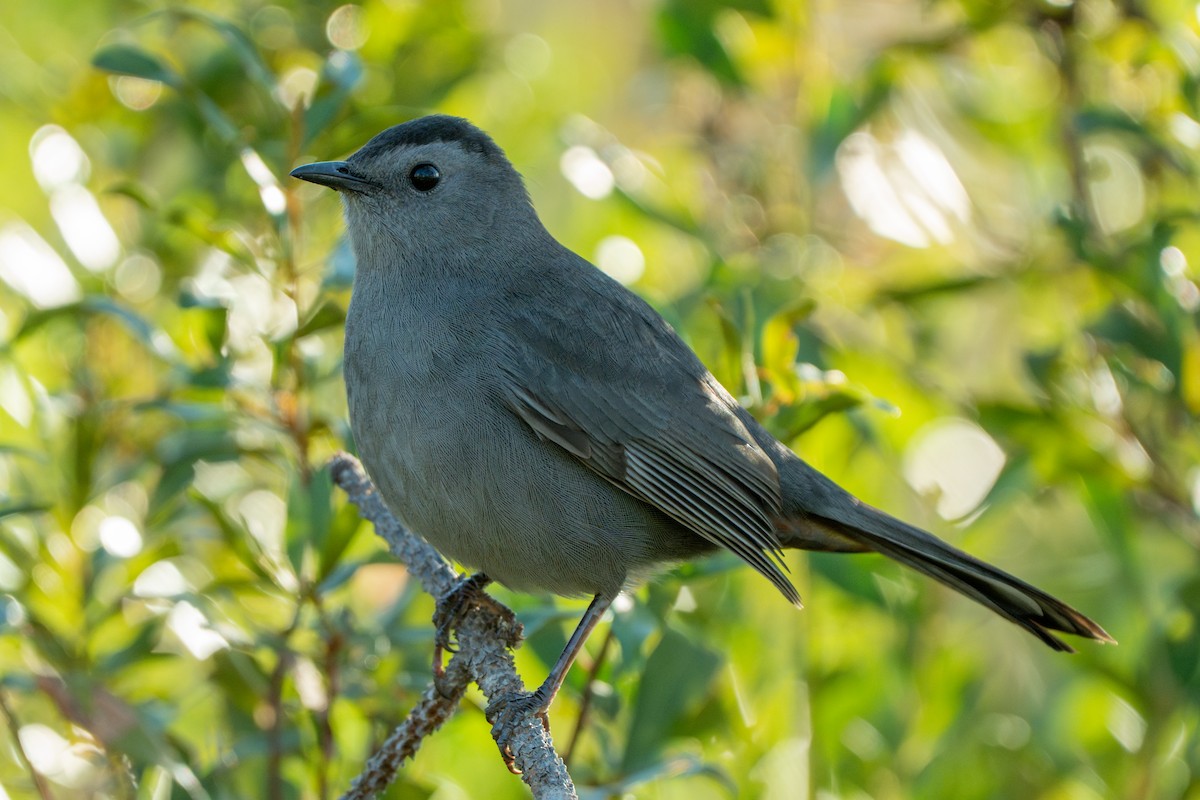 Moqueur chat - ML644396918