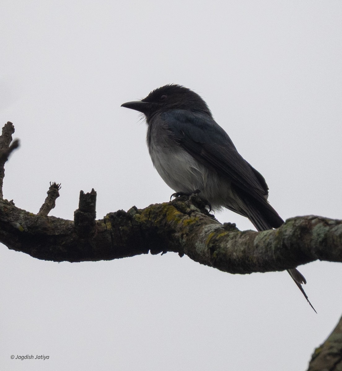 Ak Karınlı Drongo - ML644396919