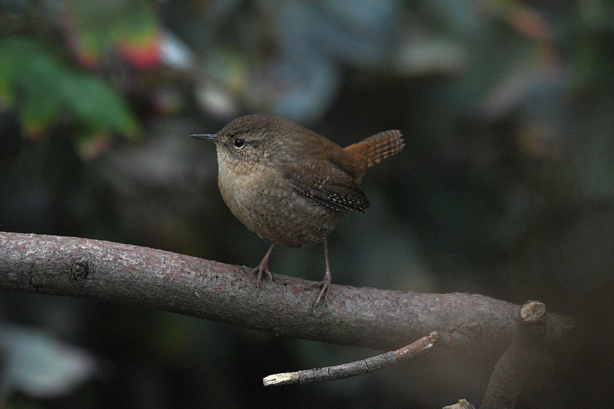Winter Wren - ML644396926