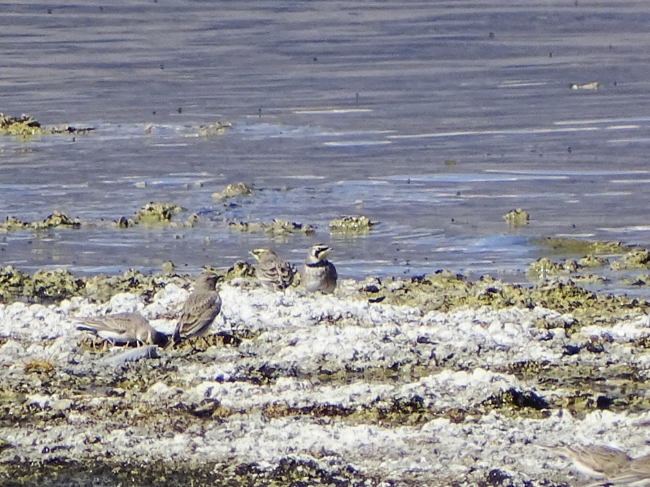 Alondra Cornuda - ML644396929