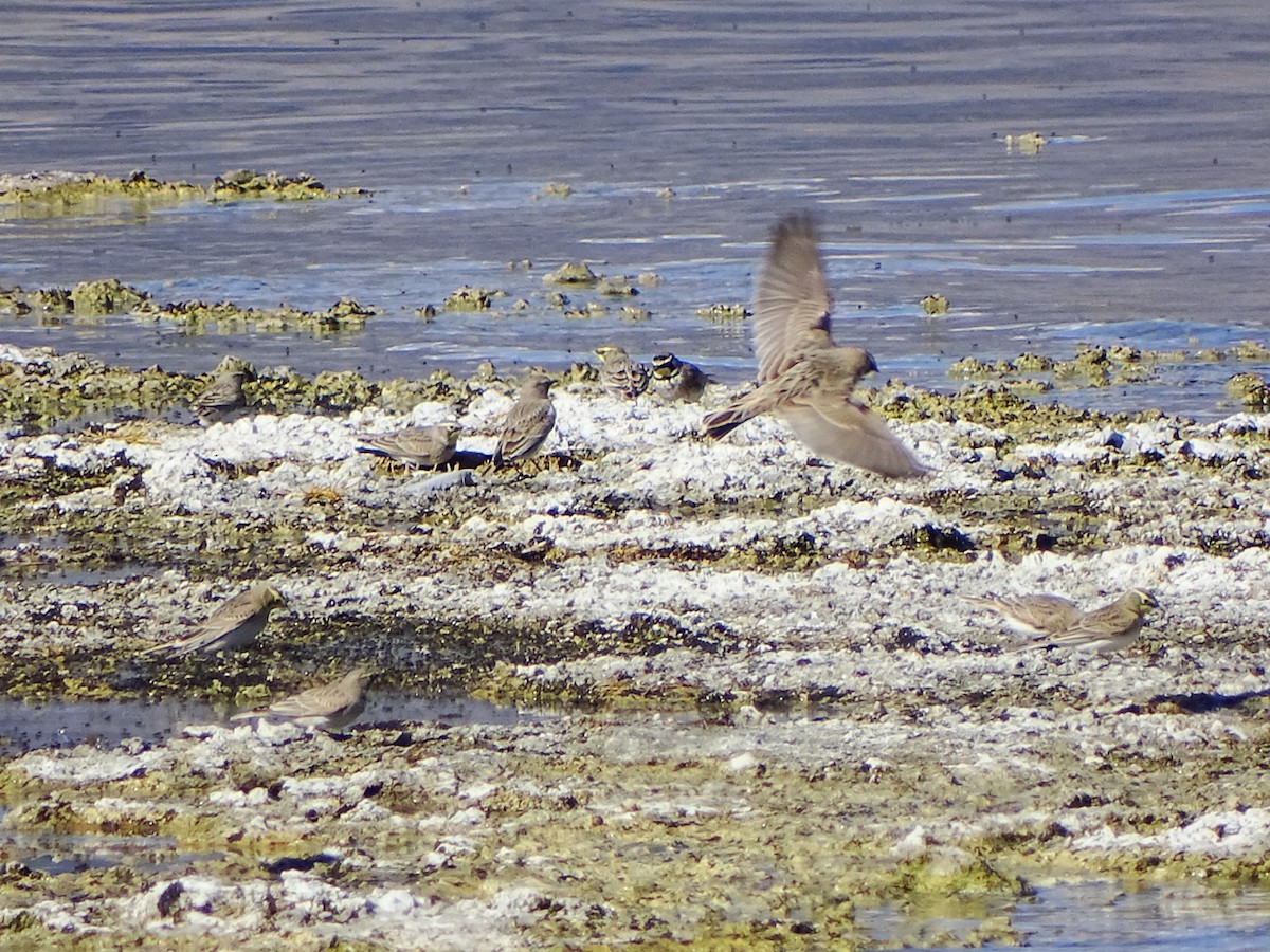 Alondra Cornuda - ML644396930